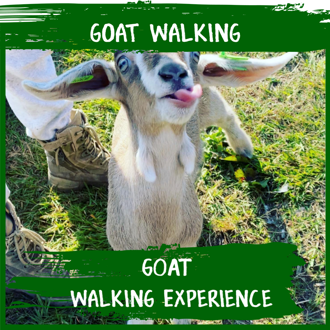 Goat Walking