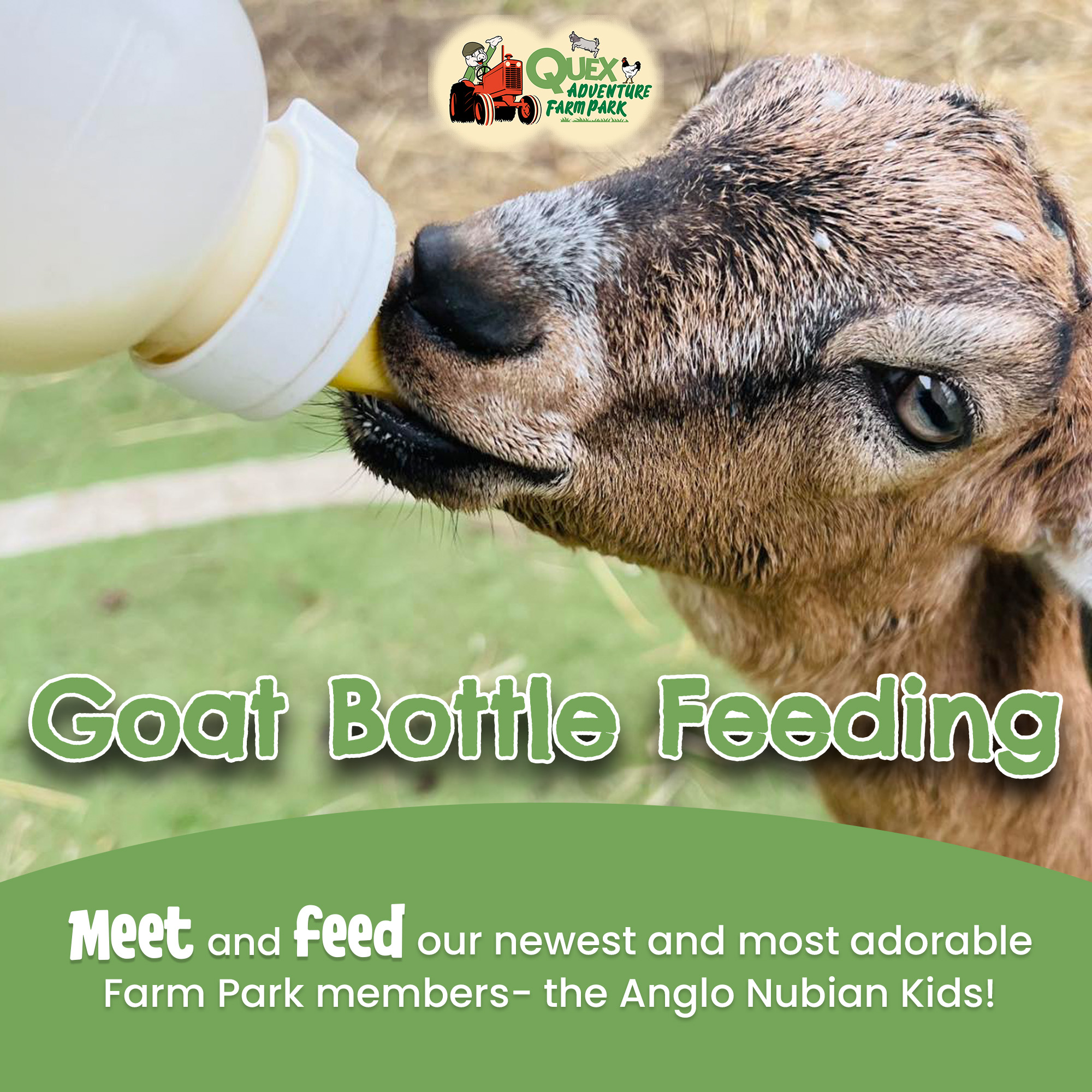 Goat Bottle Feeding